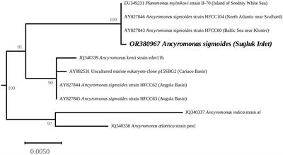 Mitochondrial genome sequence of the protist Ancyromonas sigmoides Kent, 1881 (Ancyromonadida) from the Sugluk Inlet, Hudson Strait, Nunavik, Québec